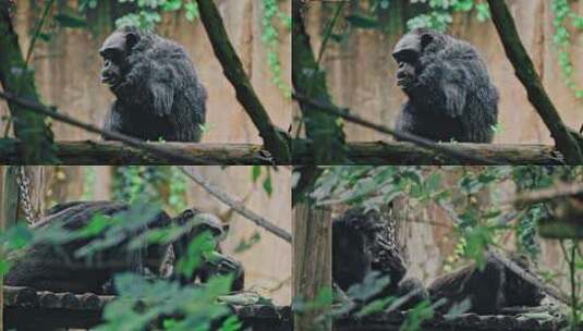 黑猩猩大猩猩高清在线视频素材下载
