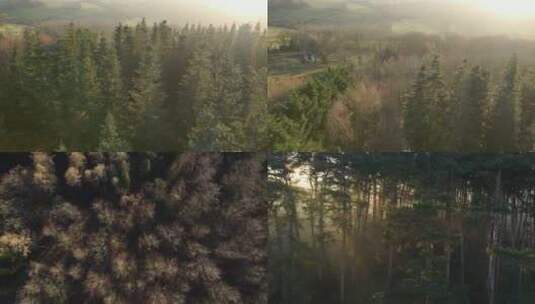 光影晨雾万物复苏自然生态宣传高清在线视频素材下载