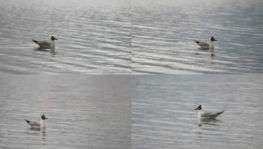 湖泊水鸟高清在线视频素材下载