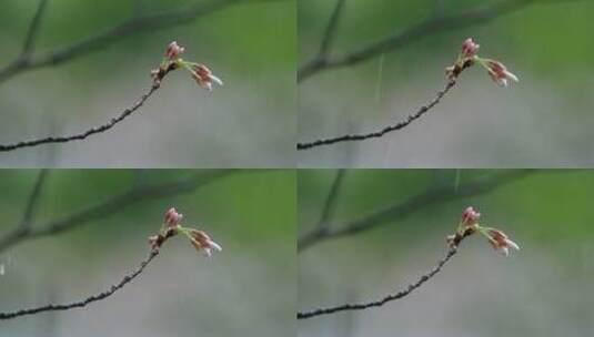 春天春雨樱花唯美升格空镜高清在线视频素材下载