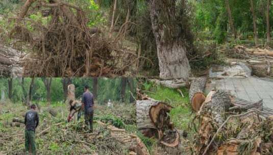 暴雨狂风折断大树环卫园林工人清理高清在线视频素材下载