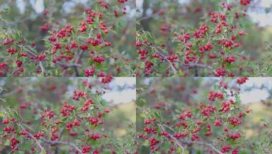 树枝上的红色成熟有机茶果高清在线视频素材下载