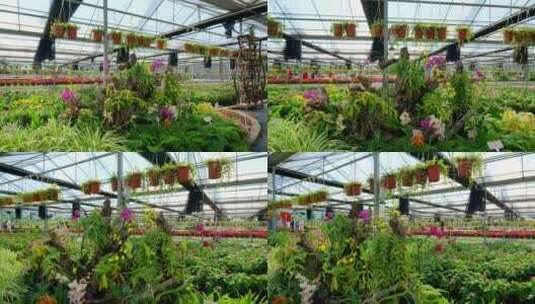 鲜花种植基地温室大棚高清在线视频素材下载