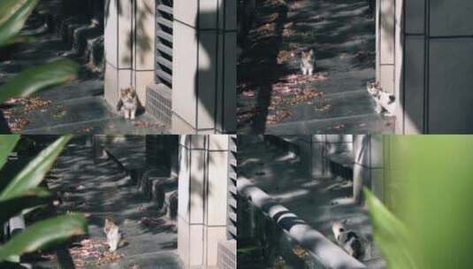 小区里的流浪猫，可爱的小猫4k视频素材高清在线视频素材下载