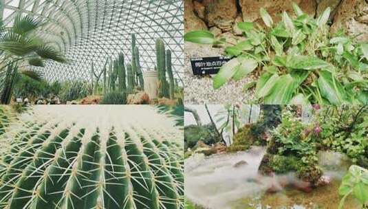 辰山植物园植物高清在线视频素材下载