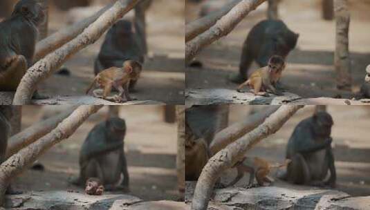 印度恒河边的猴子高清在线视频素材下载