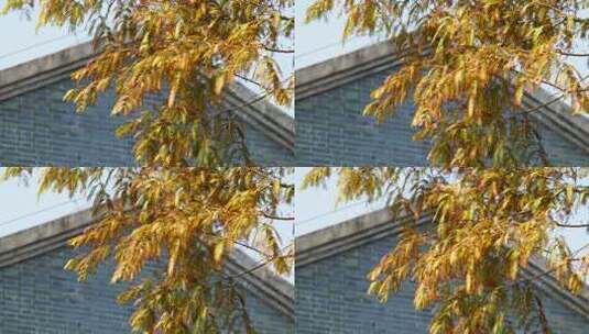 秋天树叶实拍镜头高清在线视频素材下载