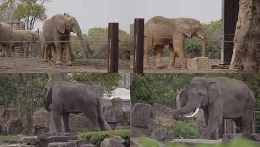大象 非洲象 亚洲象高清在线视频素材下载