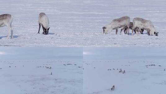 北极驯鹿高清在线视频素材下载