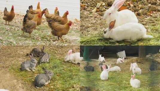 0824 养鸡 养兔子养殖 家禽高清在线视频素材下载