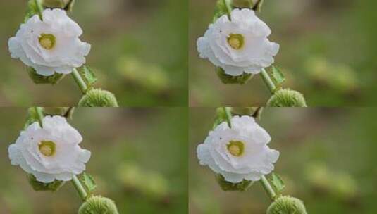 植物花朵蜀葵高清在线视频素材下载
