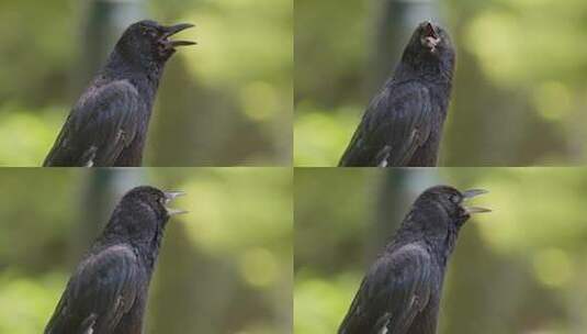一只大嘴乌鸦的特写镜头高清在线视频素材下载