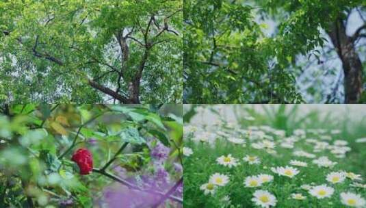 唯美大自然树木绿叶花海蝴蝶草丛高清在线视频素材下载