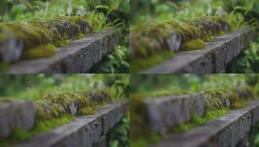 【正版素材】自然植物绿色苔藓高清在线视频素材下载