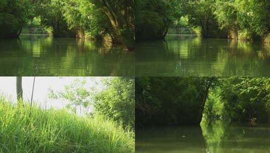 l1西溪河面湿地景观高清在线视频素材下载
