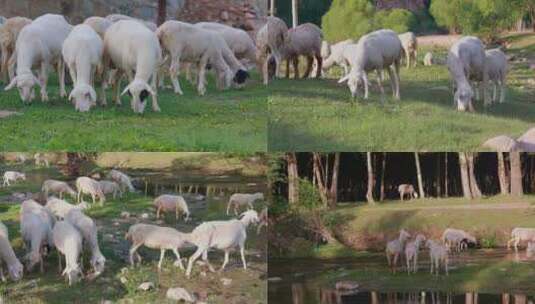 （合集）山羊 羊群吃草   放牧羊吃草高清在线视频素材下载