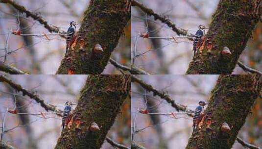 啄木鸟高清在线视频素材下载