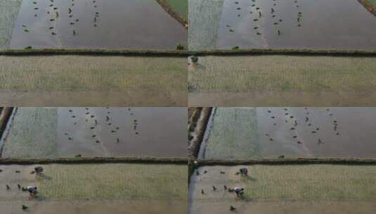 农村农民传统种田 插秧 牛犁田 农忙高清在线视频素材下载