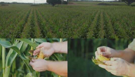绿色玉米玉米在农业玉米高清在线视频素材下载