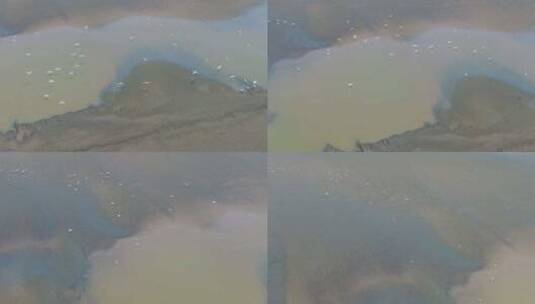杭州钱塘江潮水白鹭追潮航拍空镜高清在线视频素材下载