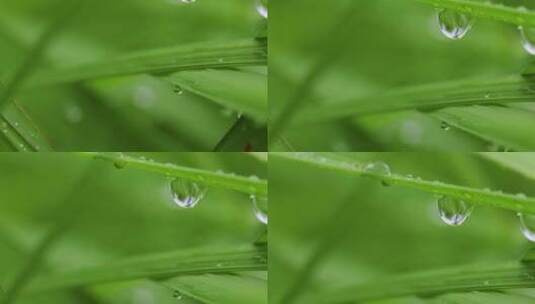 叶子上的露珠水珠雨珠特写高清在线视频素材下载