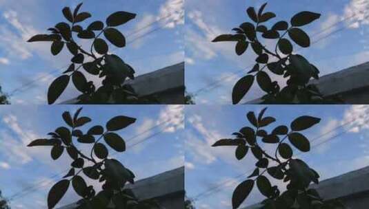 蓝天下的树枝剪影高清在线视频素材下载