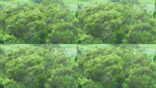 风吹树林风吹森林风吹树叶特写自然景观风景高清在线视频素材下载