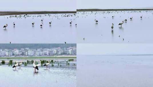 鄱阳湖湖面 鸟群高清在线视频素材下载