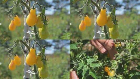 农民在蔬菜大棚内采摘西红柿高清在线视频素材下载