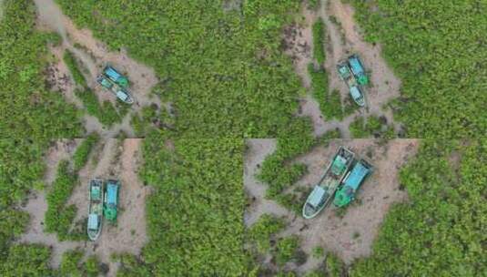 4k湛江乐民港红树林滩涂湿地保护区航拍高清在线视频素材下载