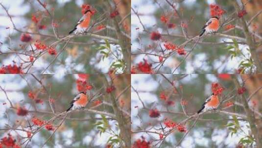 红白色的鸟儿在红果子树上鸣叫张望高清在线视频素材下载