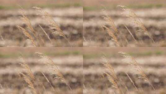 枯黄芦苇草秋天秋冬季高清在线视频素材下载