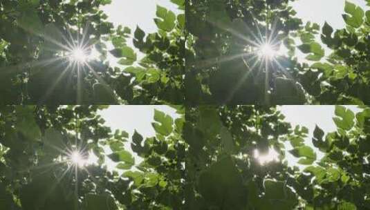 森林红果桑树叶子逆光星芒高清在线视频素材下载