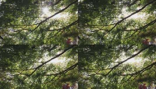 阳光穿透枫叶 树影斑驳高清在线视频素材下载