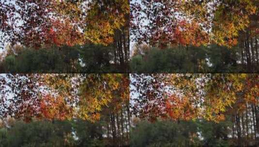 秋天色彩鲜艳的枫叶高清在线视频素材下载