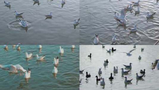 大海 海鸥飞翔 湖面飞鸟 海 海洋高清在线视频素材下载