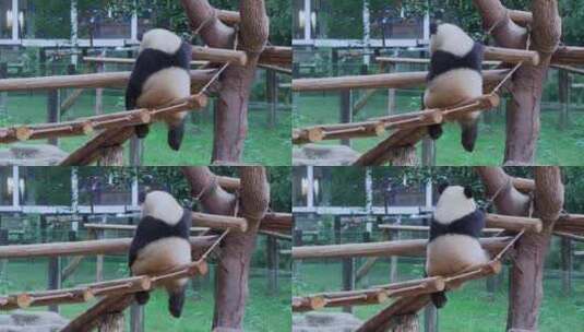 萌宠大熊猫高清在线视频素材下载