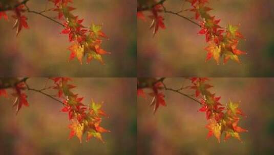 秋天的色彩高清在线视频素材下载