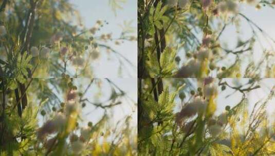 阳光透过树叶空镜头高清在线视频素材下载