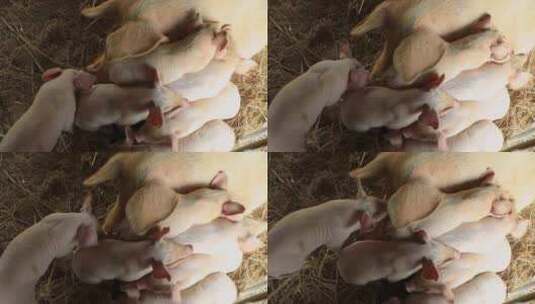 乡村农家饲养家猪猪仔高清在线视频素材下载