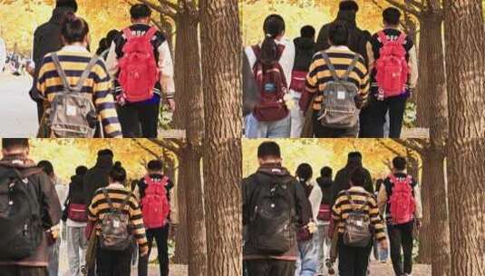 大学生在校园行走上下课观赏秋叶高清在线视频素材下载