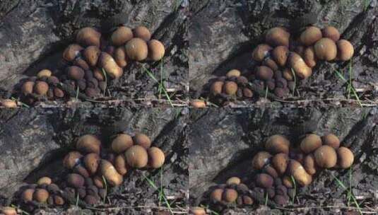 树林里的野生菌菇高清在线视频素材下载
