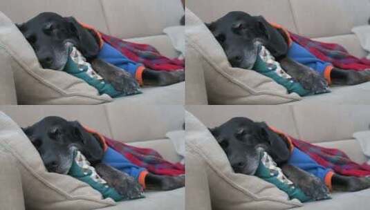 寒冷的冬日，一只疲惫的老拉布拉多犬裹着红高清在线视频素材下载