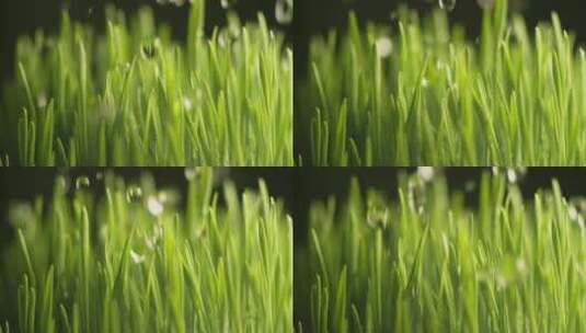 超级慢镜头下的露水落在绿色的小草高清在线视频素材下载