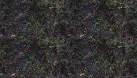 水滴石壁苔藓高清在线视频素材下载
