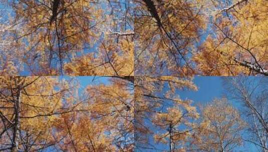 秋天大兴安岭地区金色树林落叶松高清在线视频素材下载