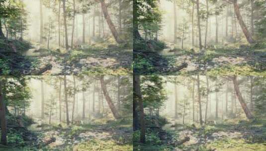 阳光穿过雾的美丽阳光剪影森林高清在线视频素材下载