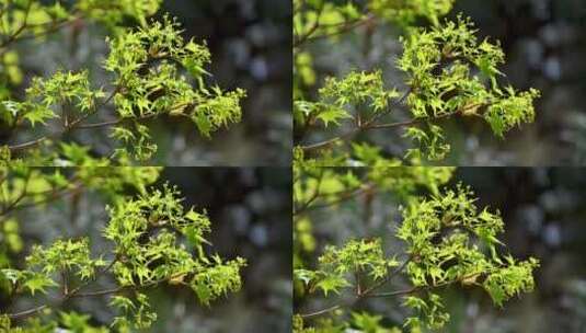 春天阳光下绿色发芽的五角枫树枝叶花苞特写高清在线视频素材下载