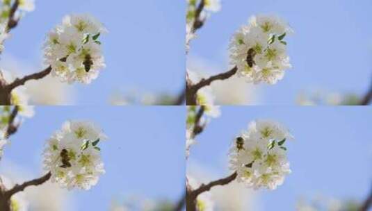 春天阳光下盛开的白色梨花蜜蜂采蜜高清在线视频素材下载