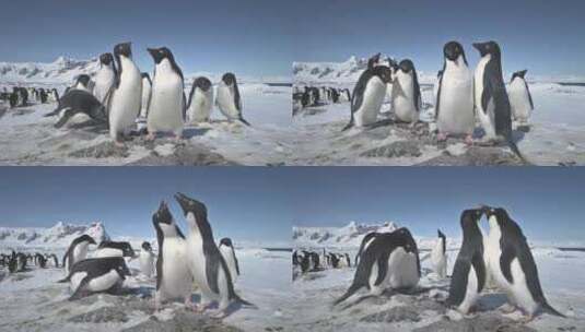 南极阿德利企鹅群玩延时高清在线视频素材下载